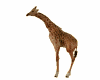 FA:&eth;��&middot; Walking Giraffe