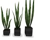 UC black boxed plants