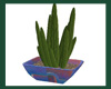 Desert Sun Cactus plant