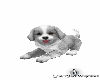 Puppy 3