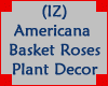 Americana Basket Roses