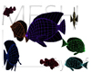 Reef Fish MESH