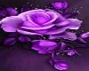 Purple Rose Siting