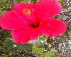 Red Hibicus Flower