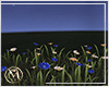 ℳ▸ Park Flowers 3D
