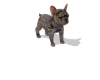 COFFEE FRENCHIE