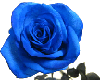 Blue Rose 02