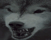 angry wolf gif