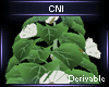 Derivable Plant V23