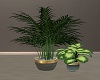 plants v