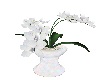 Lavender Orchid plant
