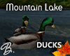 *B* Mountain Lake Ducks