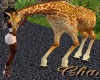 Cha`Zoo Ani Baby Giraffe