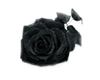 black rose