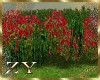 ZY: Red Roses Bushes