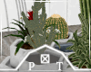 Farmhouse Cactus Plants
