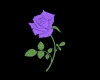 ~DzB~Purple Rose Tat
