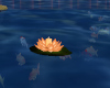 floating lotus
