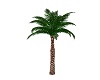 Palm Tree kiss