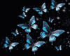 Butterfly Anim.