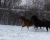 Horses in fresh snow