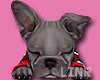 Frenchie Sleepe Red