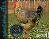 [S4] Farm Chicken