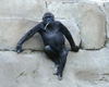 ape hanging