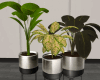 DER: Set Pot Plants