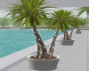Indoor/Outdoor Palms