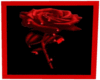 blood rose picture