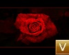 (V)Picture of Red Rose