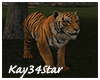 Jungle Park Bengal Tiger