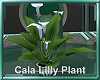 Serene Calla Lily Plant