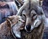 wolf and cat picture