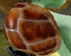 *brown turtle shell