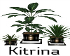 plants trio