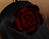 Crimson Satin Rose