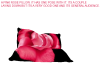 Pink Rose Pillow