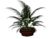 TEF LARGE POTTED PLANT