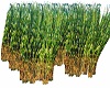 Animated Corn Field