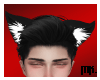 Black Cat Ears [Mx.]