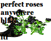 perfect lk rose anywhere