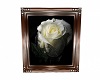 White Rose pic 2