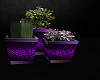 purple cheetah plants