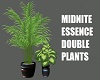 MIDNITE ESSENCE PLANTS