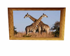 Giraffes