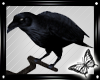 !! The Raven