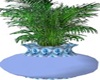 Blue Chruch Plant