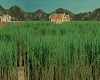 Sugar cane fields Che Gu